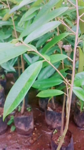 ต้นทุเรียนมูซานคิง เสียบยอดแล้วพร้อมปลูกสูง40-60ชม.ชุด2ต้น*ชื้อ10ต้นแถม1ต้น