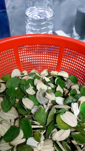 Minyak daun bidara ruqyah