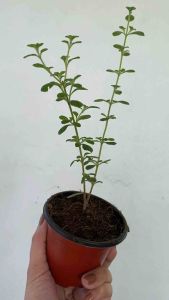 Italian Oregano Herb Plant w FREE LOCAL OREGANO CUTTING