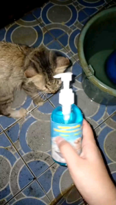 Shampoo Kucing Anti Kutu Fungal & BOBBY CARE 250ML: Melebatkan & Menghaluskan Bulu