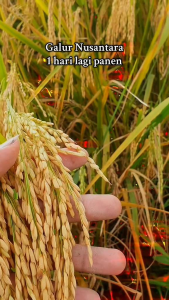 Benih Padi GALUR NUSANTARA TERBARU ANAKAN TERBANYAK kemasan 1kg