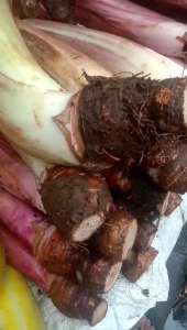 Talas Bogor Segar: Asli Oleh-Oleh Bogor