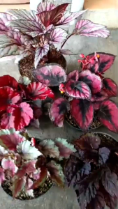 paket 5 tanaman hias daun begonia