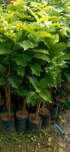 พีนัทพัตเตอร์และหรือต้นเนยถั่ว กิ่งตอนขนาดต้น50ซม.