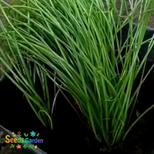 25 BUTIR BIJI/BENIH DAUN BAWANG KUCAI/GARLIC CHIVES