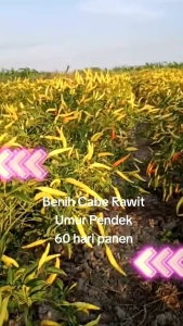 100 Benih Super Cabai Rawit Bibit Super cabai setan unggul