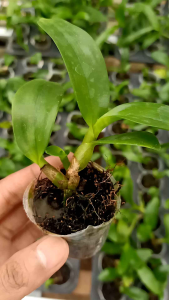 Seedling Dendrobium Nindii Bibit Bunga Anggrek Dendro Species Unik Cantik Papua Spesi
