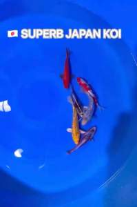 JAPAN KOI 6pcs CNY COMBO OFFER AT RM2888 FROM YAMASAN KOI FARM with FREE SHIPPING & FREE ITEMS !!