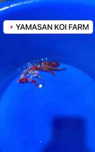 JAPAN KOI 6pcs CNY COMBO OFFER AT RM2888 FROM YAMASAN KOI FARM with FREE SHIPPING & FREE ITEMS !!