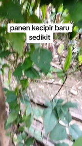 BENIH KECIPIR HIJAU PANJANG MUDAH TUMBUH DAN BERBUAH LEBAT
