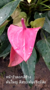 🚛 ส่งฟรี ดอกหน้าวัวแคระ สีชมพูม่วง อัฟเดต 10.11.67 ไซส์ใหญ่ สีสวย ดอกแข็ง ออกดอกบ่อย เลี้ยงง่าย ดอกบานนาน ชอบน้ำ ชอบร่มรำไร ต้นแข็งแรงสมบูรณ์ พร้อมโชว์ พร้อมกระถาง 6 นิ้ว เหมาะกับการขยายพันธุ์ ตกแต่งบ้าน ของสะสม ของขวัญ ของฝาก 18+ ผู้ใหญ่ วัยทำงาน ทุกเพศ