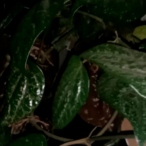 Daun Sirih Merah Segar 15 Lembar Piper betle Fresh Petik