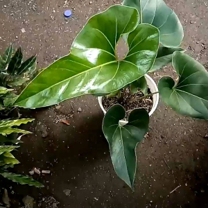 Tanaman hias Anthurium Corong - Tanaman Antorium Corong