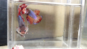 Vanda Pineapple Halfmoon Plakat HMPK Betta Fish / Ikan Laga/ 斗鱼 / Live Fish ❗️Fish same as order❗️Not random pick❗️34