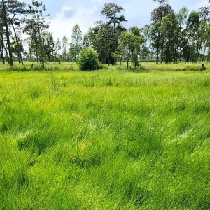 พันธุ์หญ้าไนล์  พันธุ์หญ้าซิกแนล พันธุ์หญ้าอาหารสัตว์ หญ้าซิกแนล หญ้าไนท์15  กิโล  15kg.