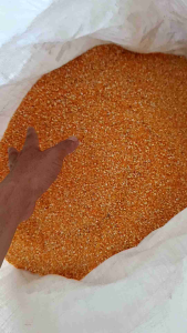 Beras Jagung Original | Super | Beras Jagung pecah halus bisa juga buat diet