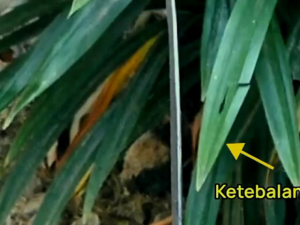 sabit madura cocok untuk ngambil rumput top bintang 5