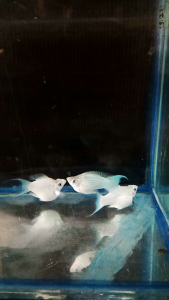 moly platinum koi size L...harga Rp.18.000 untuk 3 ekor (1jantan 2 betina)