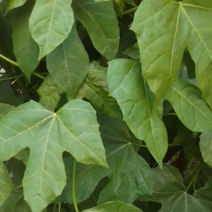 Daun gedi segar petik langsung 50 lembar pilihan herbal alami