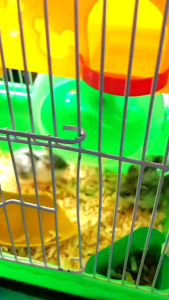 Kandang hamster 2 tingkat komplit rumah plosotan