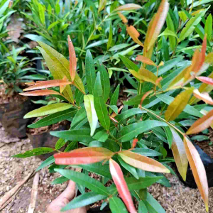 Bibit Tanaman Pucuk Merah: Bahan Bonsai & Tanaman Pagar