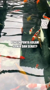 BMIKRO+ Bakteri Starter Pejernih air aquarium kolam