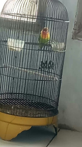Extra Kenceng Lovebird. Tetes Extra Kenceng James. Untuk Burung Lovebird.