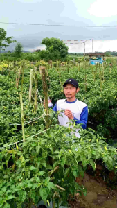 FUNGISIDA KONATE 460 SC + ZPT KEMASAN 250 ML