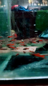 gpy red scarlet ukuran L harga Rp 18.000 untuk 3 pair / 6 ekor