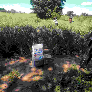 ยิปซัม ดร.ธน DT-1 ชนิดผง ถุงสีฟ้า  ขนาด ถุง 5 กก. ซื้อ 2 ถุง ลด 10%