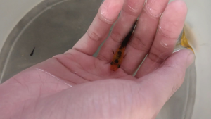 [LIVE FISH] High-Grade Golden Panda Molly - Vibrant Color Algae Eater & Surface Skimmer - Live Arrival Guarantee