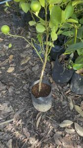 ต้นมะนาวแป้นพิจิตร2