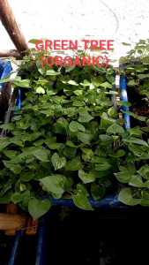 Cây giống rau diếp cá(dấp cá)