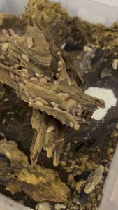 Isopod Cubaris murina Papaya