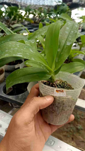 Anggrek Ekor Komet Angraecum Eburneum: Spesies Cantik Madagaskar