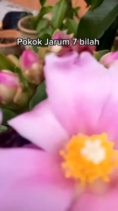 𝗣𝗼𝗸𝗼𝗸 𝗝𝗮𝗿𝘂𝗺 𝟳 𝗕𝗶𝗹𝗮𝗵 @ 𝗣𝗲𝗿𝗲𝘀𝗸𝗶𝗮 𝗴𝗿𝗮𝗻𝗱𝗶𝗳𝗼𝗹𝗶𝗮 @ 𝗣𝗲𝗿𝗲𝘀𝗸𝗶𝗮 𝗯𝗹𝗲𝗼