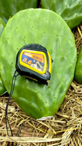 โอพันเทีย ฟิคัสอินดิก้า อินเนอมิส (opuntia ficus indica var inermis) ตัดสด (สวนเราเอง) กระบองเพชรกินใบและผล