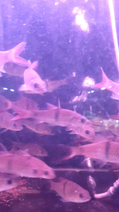 Hampala Barb/Sebarau/Ornamental fish/Freshwater/Readystock