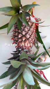 Nanas Muda Ungu Segar Untuk Ngerujak