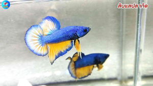 ปลากัดบูลมัสตาร์ด (เพศผู้) | ส่งฟรีมีปลายทาง | ลับแลปลากัด