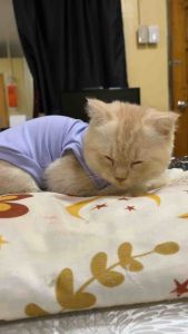 Extra Small Cat Cloth for Cats 3 to 6  Months - Soft and Comfortable