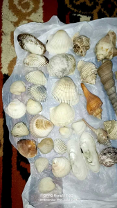 kerang dan karang campur