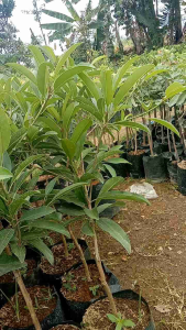 bibit Sawoo mentimun hasil okulasi sehingga cepat berbuah dan genjah kualitas super premium dan bibit unggul