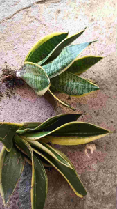 Ocean and black star dwarf sansevieria