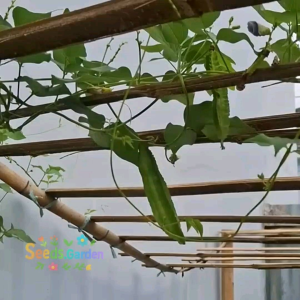 [TERLARIS] BIJI / BENIH TANAMAN KECIPIR HIJAU