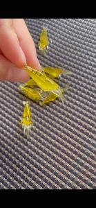 Softlure Udang Umpan Pancing 4cm / 12gram isi 10 pcs