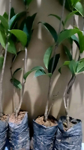cây giống mộc hương ta hoa vàng cao 35-45cm