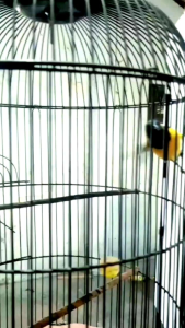 LEAK MULTIVITAMIN PLUS - Pakan Harian & Lomba Burung Sogon Konin & Pleci