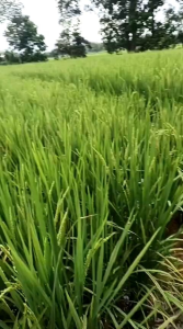 AQ Green 50gr (2 Gratis 1) - Pupuk Organik Hayati Majemuk Pembenah Tanah - Pemicu Pertumbuhan - Meningkatkan Kuantitas Dan Kualitas Hasil Panen (Lebih Hemat - Reaksi Cepat - Panen Meningkat)