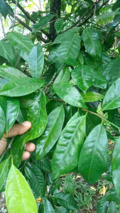 Daun Pala Segar Spesial (kemasan 250gram)